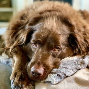 Meet your Posher, Crissie